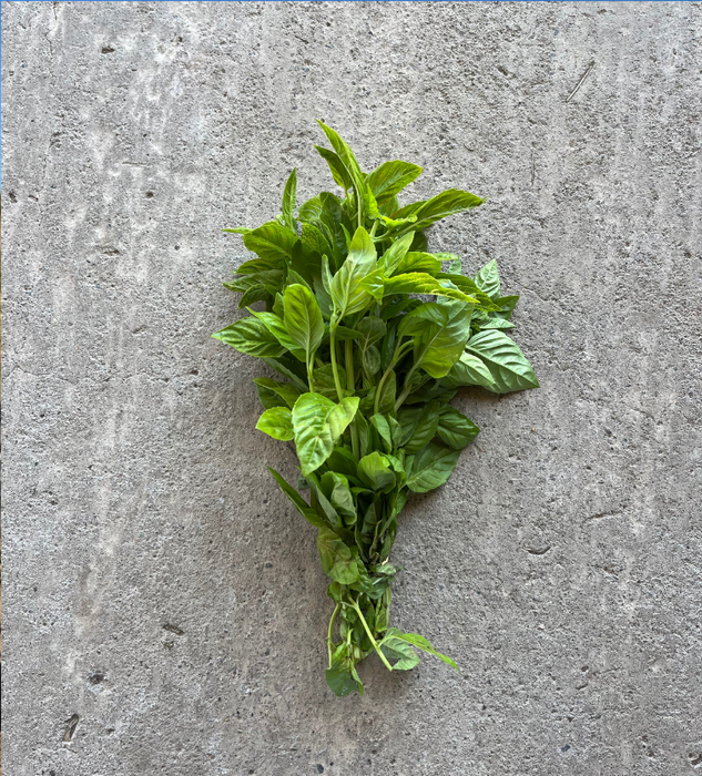 Albahaca