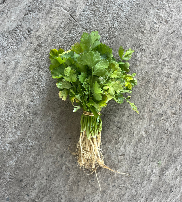 Cilantro
