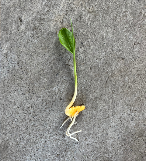Cúrcuma
