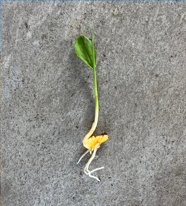 Cúrcuma