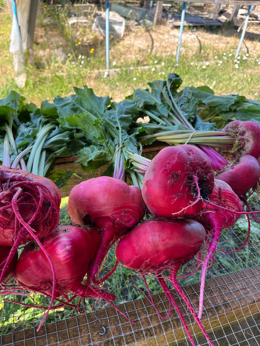 Betarraga, y como aprovecharla completa