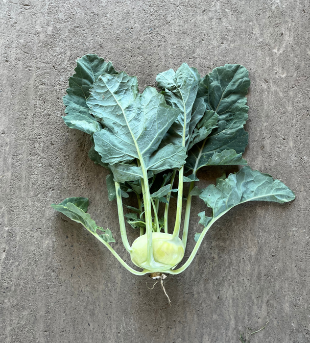 Kohlrabi