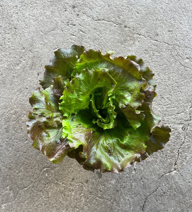 Lechuga