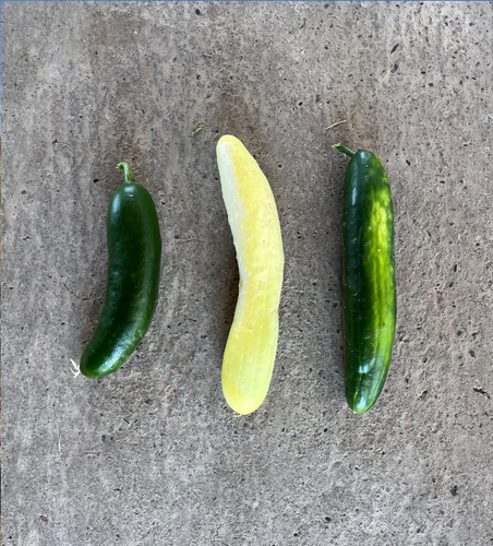 Pepinos