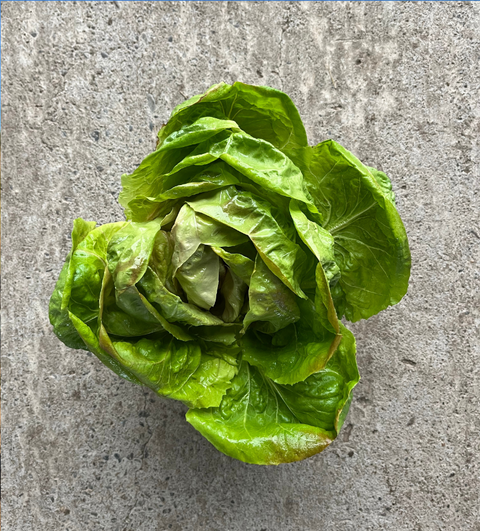 Radicchio Rosato