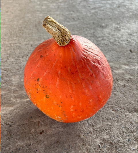 Zapallo Red Kuri