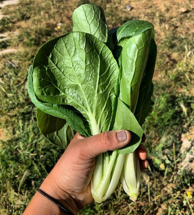 Pak Choi